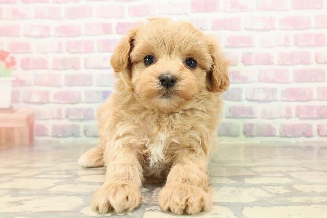 新潟県のマルプー(マルチーズ×プードル) (Coo&RIKUイオンモール新発田店/2025年9月28日生まれ/男の子/アプリコットホワイト)の子犬