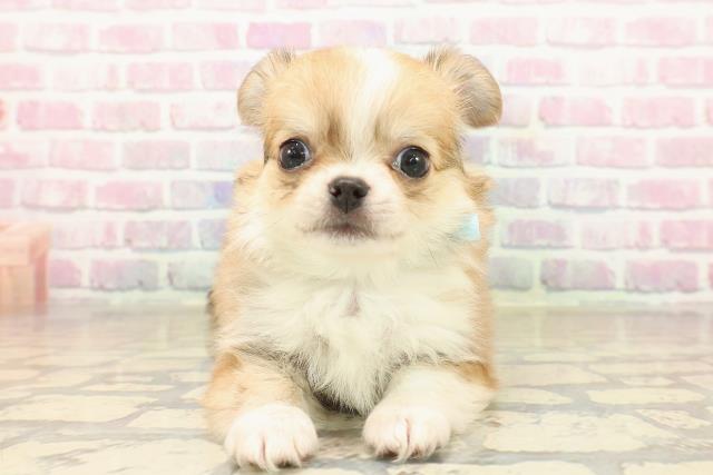 東京都のチワワ(ロング) (Coo&RIKU池袋西口店/2025年9月29日生まれ/男の子/レッドホワイト)の子犬の1枚目の画像