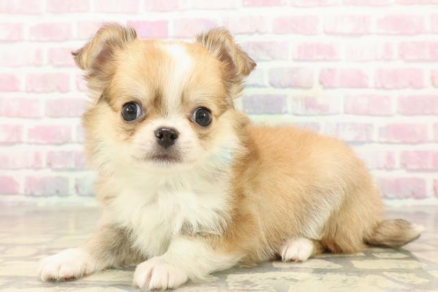 東京都のチワワ(ロング) (Coo&RIKU池袋西口店/2025年9月29日生まれ/男の子/レッドホワイト)の子犬の2枚目の画像