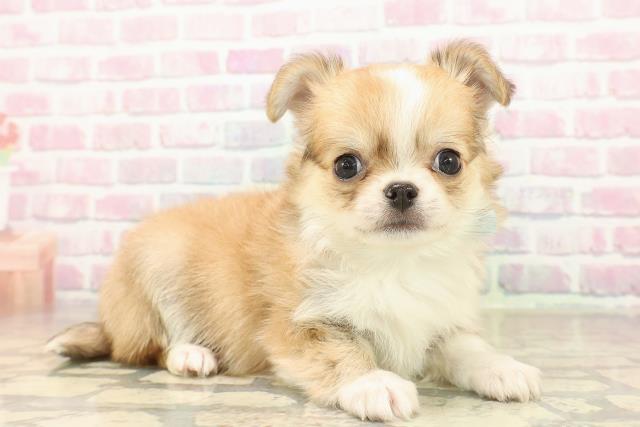 東京都のチワワ(ロング) (Coo&RIKU池袋西口店/2025年9月29日生まれ/男の子/レッドホワイト)の子犬の3枚目の画像