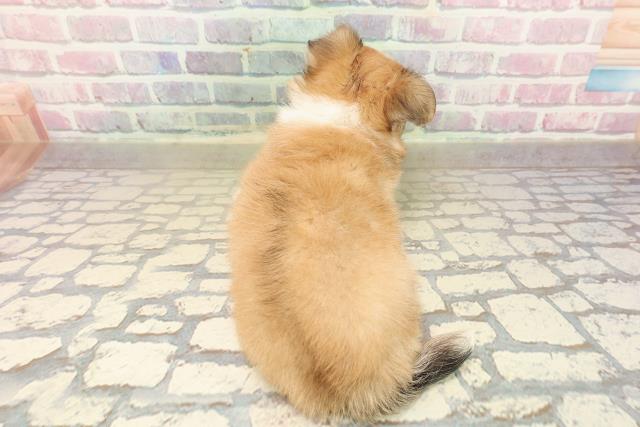 東京都のチワワ(ロング) (Coo&RIKU池袋西口店/2025年9月29日生まれ/男の子/レッドホワイト)の子犬の4枚目の画像