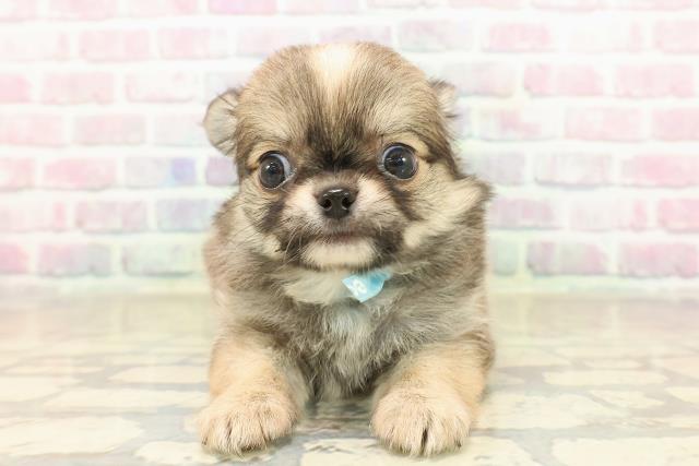 東京都のチワワ(ロング) (Coo&RIKU武蔵小山店/2025年9月29日生まれ/男の子/レッドホワイト)の子犬の1枚目の画像