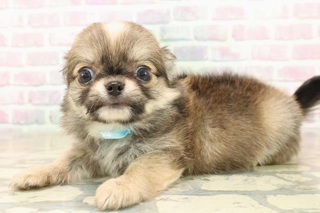 東京都のチワワ(ロング) (Coo&RIKU武蔵小山店/2025年9月29日生まれ/男の子/レッドホワイト)の子犬の2枚目の画像