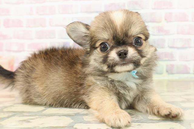 東京都のチワワ(ロング) (Coo&RIKU武蔵小山店/2025年9月29日生まれ/男の子/レッドホワイト)の子犬の3枚目の画像