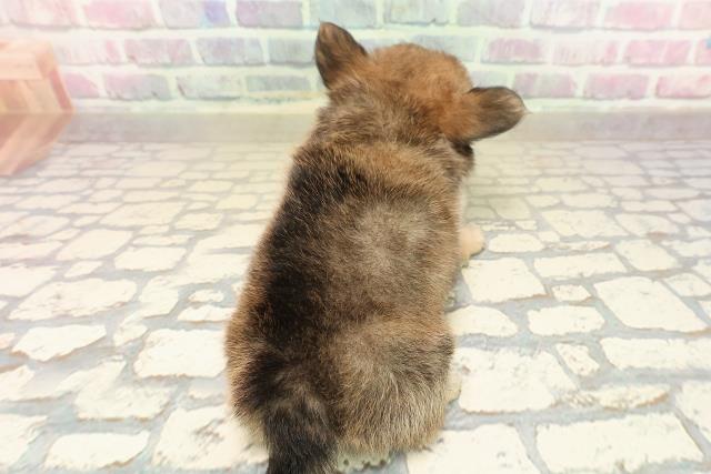 東京都のチワワ(ロング) (Coo&RIKU武蔵小山店/2025年9月29日生まれ/男の子/レッドホワイト)の子犬の4枚目の画像