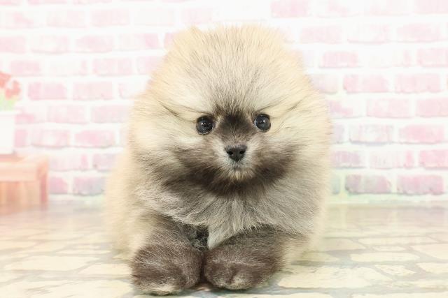 栃木県のポメラニアン (Coo&RIKUFKDインターパーク店/2025年9月28日生まれ/男の子/ウルフセーブル)の子犬の1枚目の画像