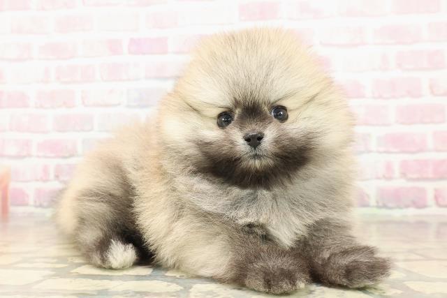 栃木県のポメラニアン (Coo&RIKUFKDインターパーク店/2025年9月28日生まれ/男の子/ウルフセーブル)の子犬の3枚目の画像