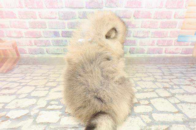 栃木県のポメラニアン (Coo&RIKUFKDインターパーク店/2025年9月28日生まれ/男の子/ウルフセーブル)の子犬の4枚目の画像