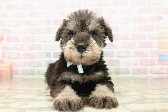 ミニチュア・シュナウザー