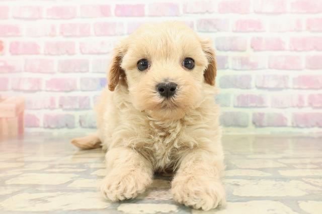 福井県のマルプー(マルチーズ×プードル) (Coo&RIKU福井店/2025年9月25日生まれ/男の子/アプリコット)の子犬