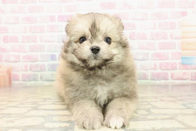 群馬県のポメマル/マルポメ(ポメラニアン×マルチーズ) (Coo&RIKUDCM館林店/2025年9月29日生まれ/女の子/フォーン)の子犬