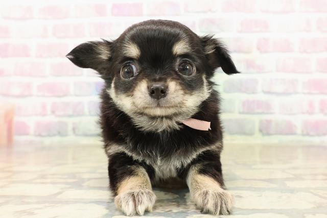 東京都のチワワ(ロング) (Coo&RIKU武蔵小山店/2025年9月30日生まれ/女の子/ブラックタンホワイト)の子犬の1枚目の画像