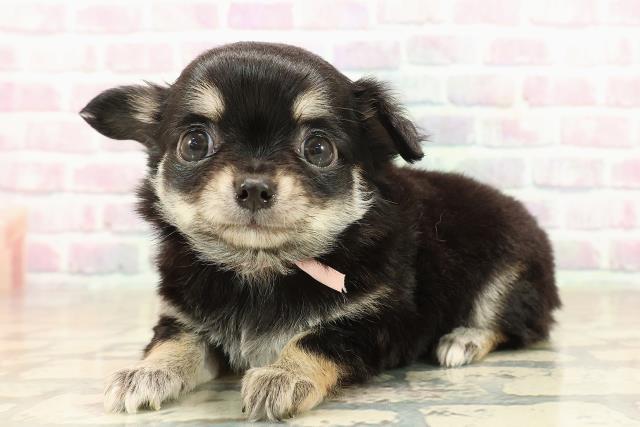 東京都のチワワ(ロング) (Coo&RIKU武蔵小山店/2025年9月30日生まれ/女の子/ブラックタンホワイト)の子犬の2枚目の画像