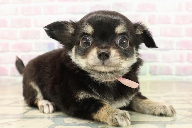 東京都のチワワ(ロング) (Coo&RIKU武蔵小山店/2025年9月30日生まれ/女の子/ブラックタンホワイト)の子犬の3枚目の画像