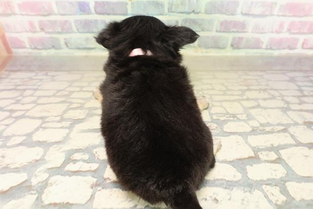 東京都のチワワ(ロング) (Coo&RIKU武蔵小山店/2025年9月30日生まれ/女の子/ブラックタンホワイト)の子犬の4枚目の画像