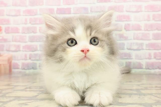 東京都のサイベリアン (Coo&RIKU三軒茶屋店/2025年9月29日生まれ/男の子/ブルータビーホワイト)の子猫の1枚目の画像