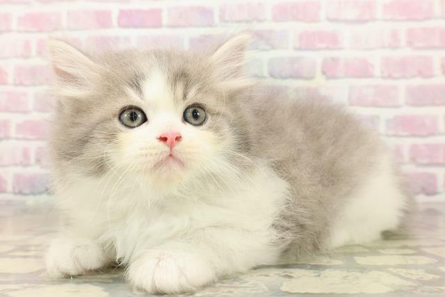 東京都のサイベリアン (Coo&RIKU三軒茶屋店/2025年9月29日生まれ/男の子/ブルータビーホワイト)の子猫の2枚目の画像