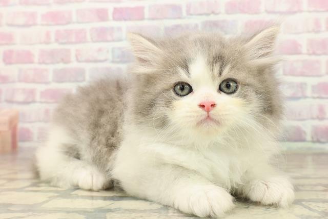 東京都のサイベリアン (Coo&RIKU三軒茶屋店/2025年9月29日生まれ/男の子/ブルータビーホワイト)の子猫の3枚目の画像