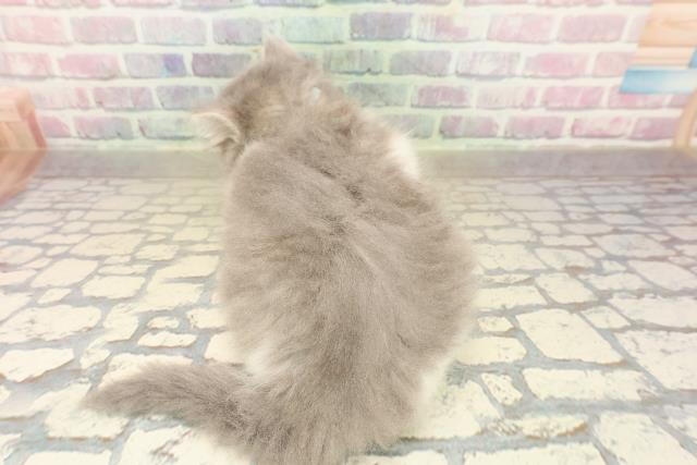 東京都のサイベリアン (Coo&RIKU三軒茶屋店/2025年9月29日生まれ/男の子/ブルータビーホワイト)の子猫の4枚目の画像