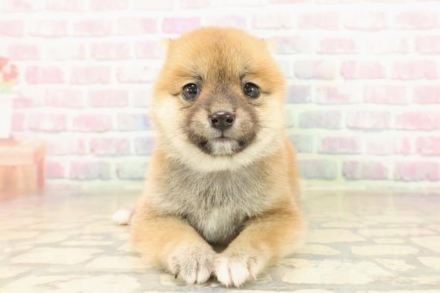 福井県の豆柴 (Coo&RIKU福井店/2025年9月30日生まれ/女の子/赤)の子犬