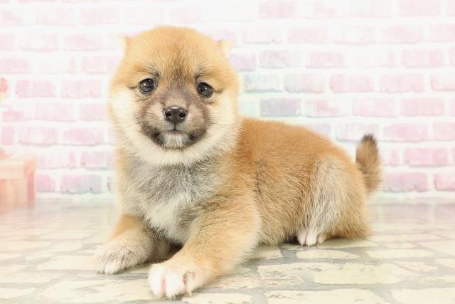 福井県の豆柴 (Coo&RIKU福井店/2025年9月30日生まれ/女の子/赤)の子犬の2枚目の画像