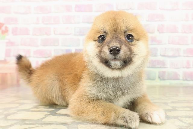 福井県の豆柴 (Coo&RIKU福井店/2025年9月30日生まれ/女の子/赤)の子犬の3枚目の画像