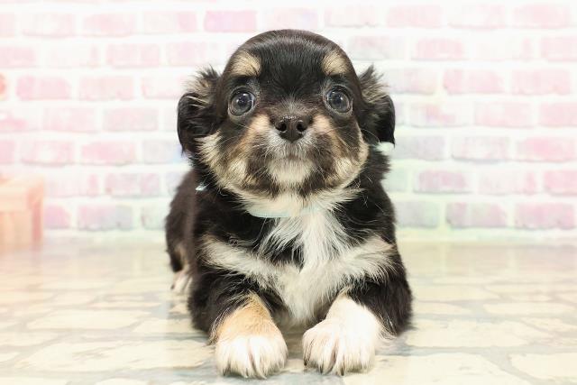 富山県のチワワ(ロング) (Coo&RIKU富山店/2025年9月30日生まれ/男の子/ブラックタンホワイト)の子犬の1枚目の画像