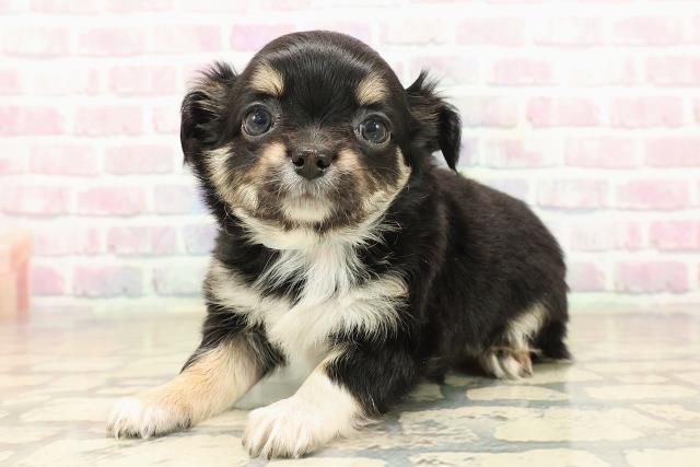 富山県のチワワ(ロング) (Coo&RIKU富山店/2025年9月30日生まれ/男の子/ブラックタンホワイト)の子犬の2枚目の画像