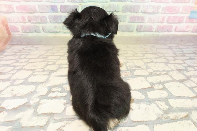 富山県のチワワ(ロング) (Coo&RIKU富山店/2025年9月30日生まれ/男の子/ブラックタンホワイト)の子犬の4枚目の画像