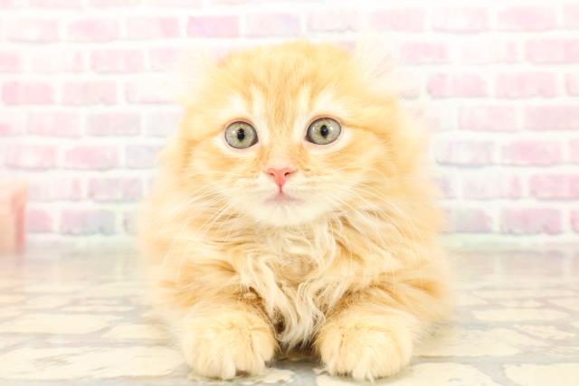 福島県のアメリカンカール (Coo&RIKUいわき店/2025年9月25日生まれ/男の子/レッドタビー)の子猫の1枚目の画像