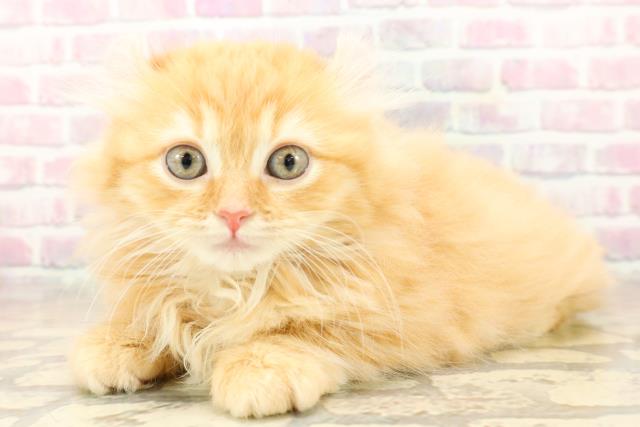 福島県のアメリカンカール (Coo&RIKUいわき店/2025年9月25日生まれ/男の子/レッドタビー)の子猫の2枚目の画像