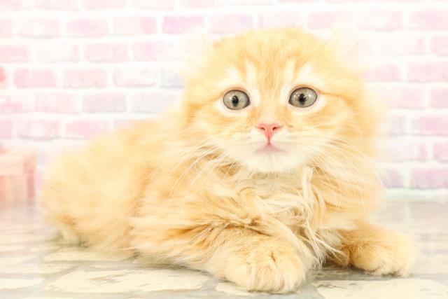 福島県のアメリカンカール (Coo&RIKUいわき店/2025年9月25日生まれ/男の子/レッドタビー)の子猫の3枚目の画像