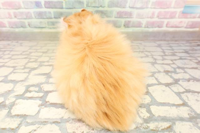 福島県のアメリカンカール (Coo&RIKUいわき店/2025年9月25日生まれ/男の子/レッドタビー)の子猫の4枚目の画像