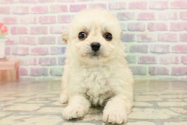 東京都のチワプー/プーチー(チワワ×プードル) (Coo&RIKU武蔵小山店/2025年9月30日生まれ/女の子/クリーム)の子犬の1枚目の画像