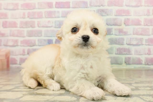 東京都のチワプー/プーチー(チワワ×プードル) (Coo&RIKU武蔵小山店/2025年9月30日生まれ/女の子/クリーム)の子犬の3枚目の画像