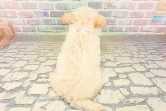 東京都のチワプー/プーチー(チワワ×プードル) (Coo&RIKU武蔵小山店/2025年9月30日生まれ/女の子/クリーム)の子犬の4枚目の画像