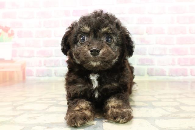 群馬県のチワプー/プーチー(チワワ×プードル) (Coo&RIKU伊勢崎店/2025年9月30日生まれ/女の子/ブラックタン)の子犬の1枚目の画像