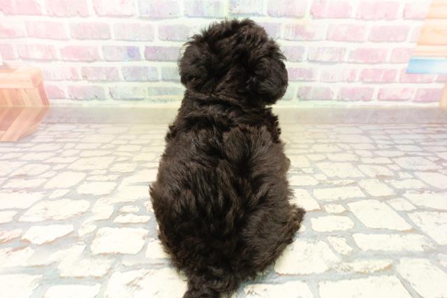 群馬県のチワプー/プーチー(チワワ×プードル) (Coo&RIKU伊勢崎店/2025年9月30日生まれ/女の子/ブラックタン)の子犬の4枚目の画像