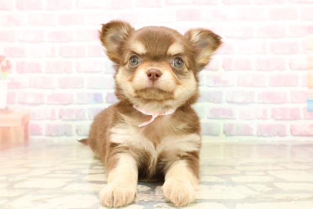 チワワ(ロングコート)