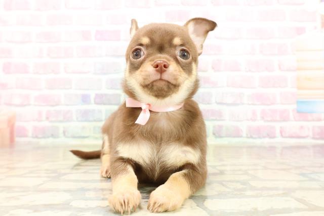 福井県のチワワ(スムース) (Coo&RIKU福井店/2025年9月28日生まれ/女の子/チョコレートタン)の子犬