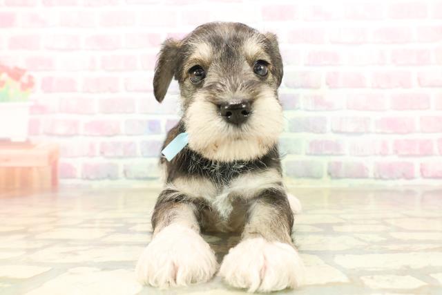 北海道のミニチュアシュナウザー (Coo&RIKU帯広店/2025年9月28日生まれ/男の子/ソルトペッパー)の子犬