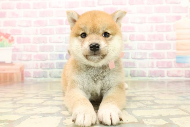 新潟県の柴犬(標準サイズ) (Coo&RIKU新潟西店/2025年9月27日生まれ/女の子/赤)の子犬