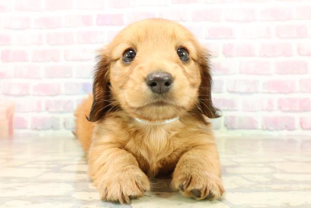 新潟県のミニチュアダックスフンド(ロング) (Coo&RIKU長岡店/2025年9月28日生まれ/男の子/シェーデットレッド)の子犬