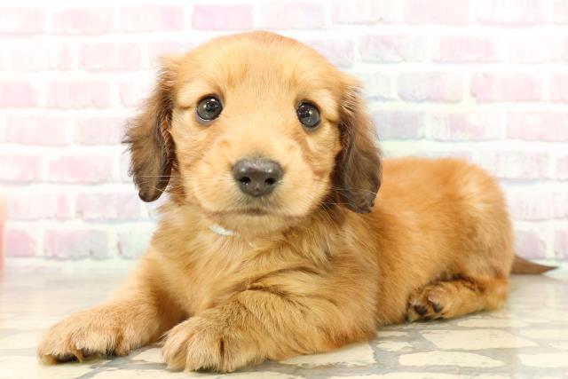 新潟県のミニチュアダックスフンド(ロング) (Coo&RIKU長岡店/2025年9月28日生まれ/男の子/シェーデットレッド)の子犬の2枚目の画像