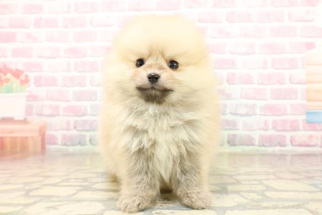 沖縄県のポメラニアン (Coo&RIKU沖縄浦添店/2025年9月30日生まれ/女の子/クリームセーブル)の子犬の1枚目の画像