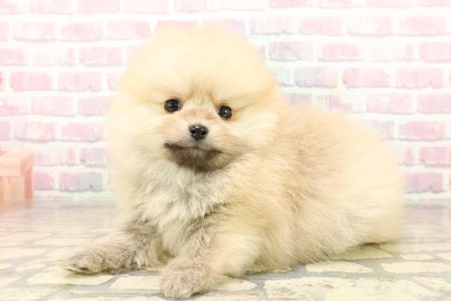 沖縄県のポメラニアン (Coo&RIKU沖縄浦添店/2025年9月30日生まれ/女の子/クリームセーブル)の子犬の2枚目の画像