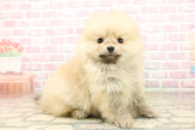 沖縄県のポメラニアン (Coo&RIKU沖縄浦添店/2025年9月30日生まれ/女の子/クリームセーブル)の子犬の3枚目の画像