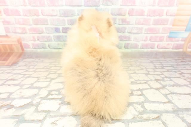 沖縄県のポメラニアン (Coo&RIKU沖縄浦添店/2025年9月30日生まれ/女の子/クリームセーブル)の子犬の4枚目の画像