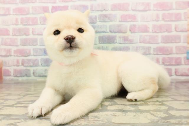 栃木県の豆柴 (Coo&RIKUFKDインターパーク店/2025年9月28日生まれ/女の子/白)の子犬の2枚目の画像