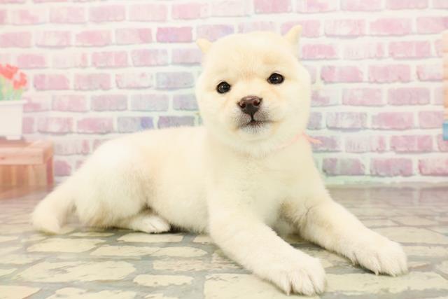 栃木県の豆柴 (Coo&RIKUFKDインターパーク店/2025年9月28日生まれ/女の子/白)の子犬の3枚目の画像